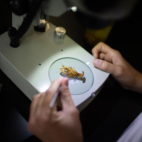 显微镜下的小龙虾